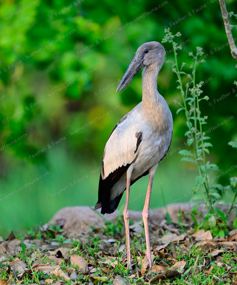 Asian Openbill stork standing on leaf litter, bill held slightly open.