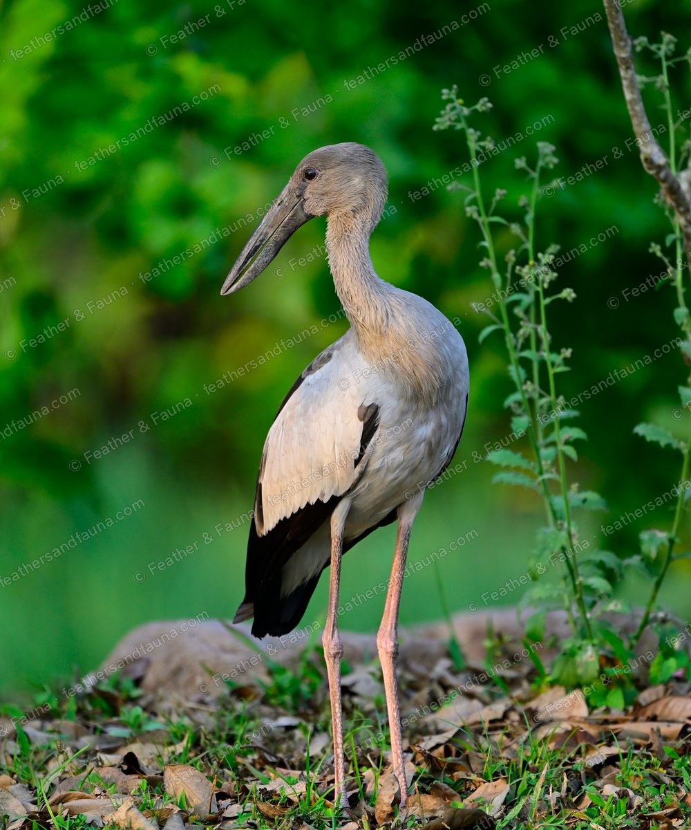 Asian Openbill stork standing tall on pink legs among fallen leaves.