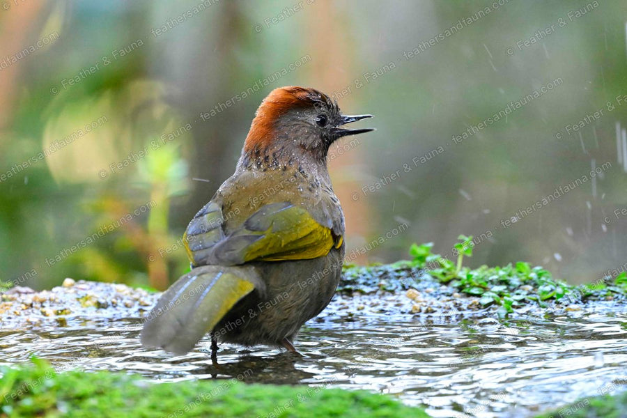 Assam Laughingthrush with a rufous cap and golden wings standing in a forest pool.