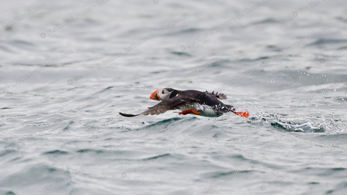 Atlantic Puffin flying low and fast over a grey sea, colourful bill and orange feet.