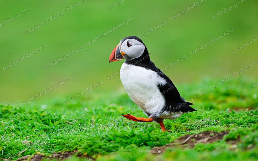 Atlantic Puffin walking on green grass, colourful bill and orange feet.
