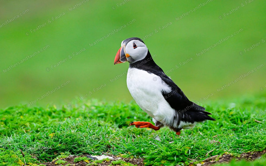 Atlantic Puffin mid-stride on green grass, one orange foot raised.