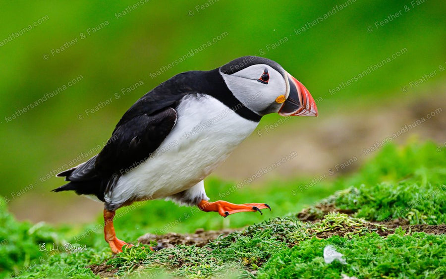 Atlantic Puffin mid-stride on green grass, colourful bill and orange feet.