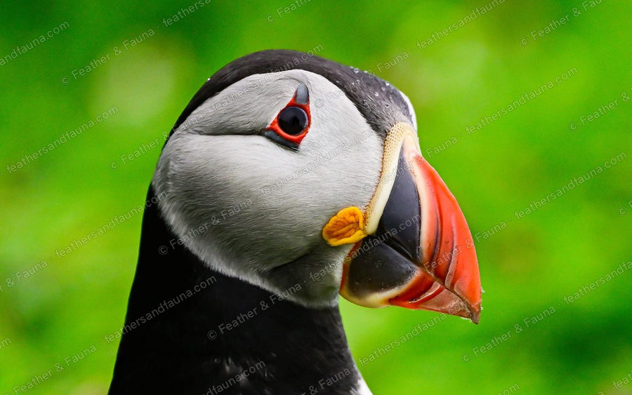 Head portrait of an Atlantic Puffin with a colourful striped bill and red eye ornaments.