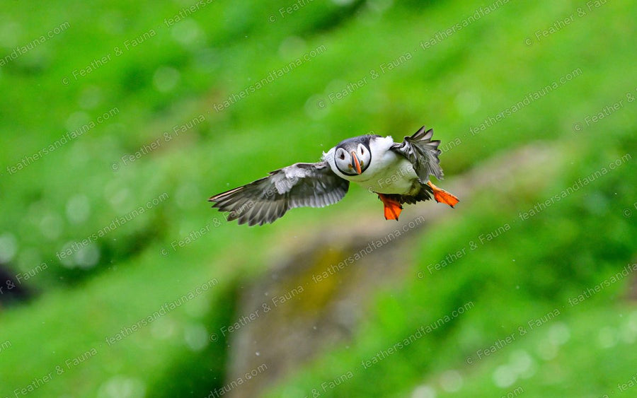 Atlantic Puffin flying head-on toward the camera, wings spread and orange feet splayed.