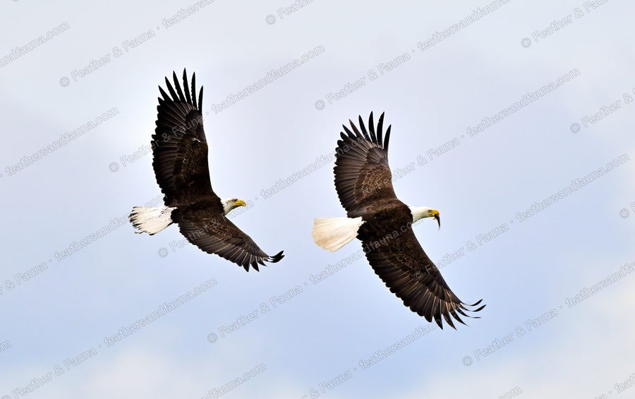 Two Bald Eagles soaring together against a pale sky.