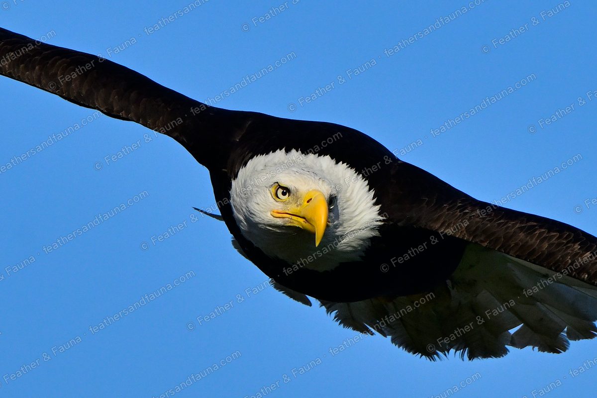 Close head-on view of an adult Bald Eagle in flight against a blue sky.