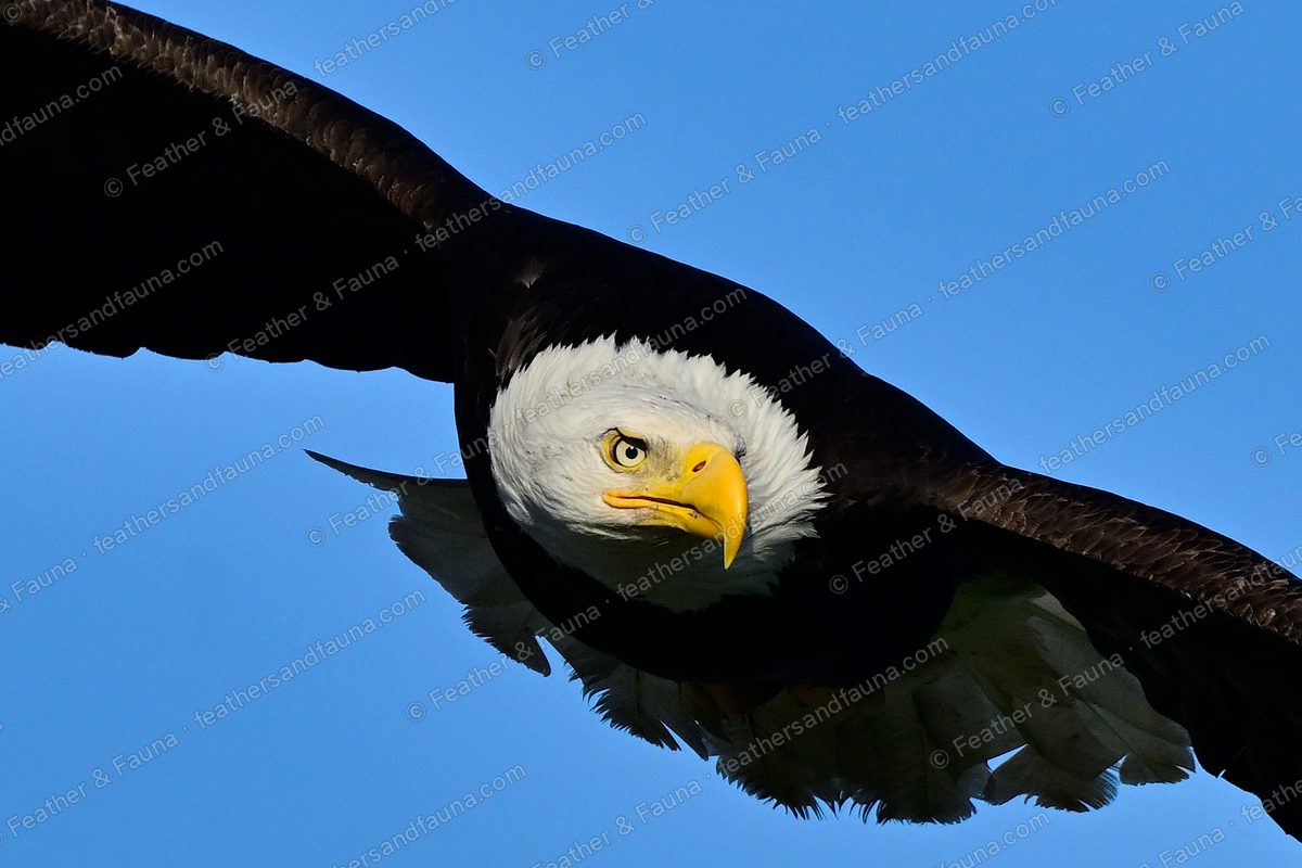 Close head-on view of an adult Bald Eagle in flight, fierce stare, blue sky.