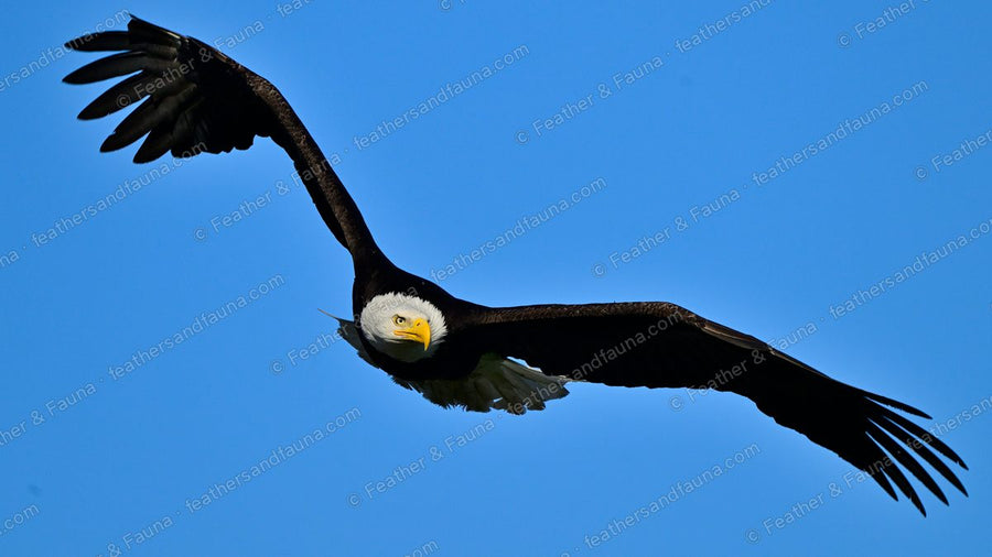 Adult Bald Eagle flying head-on with wings raised in a V against a blue sky.