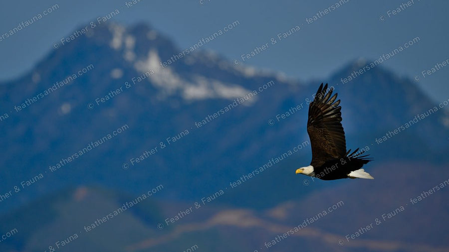 Adult Bald Eagle in flight past a snow-capped mountain, white head and tail.