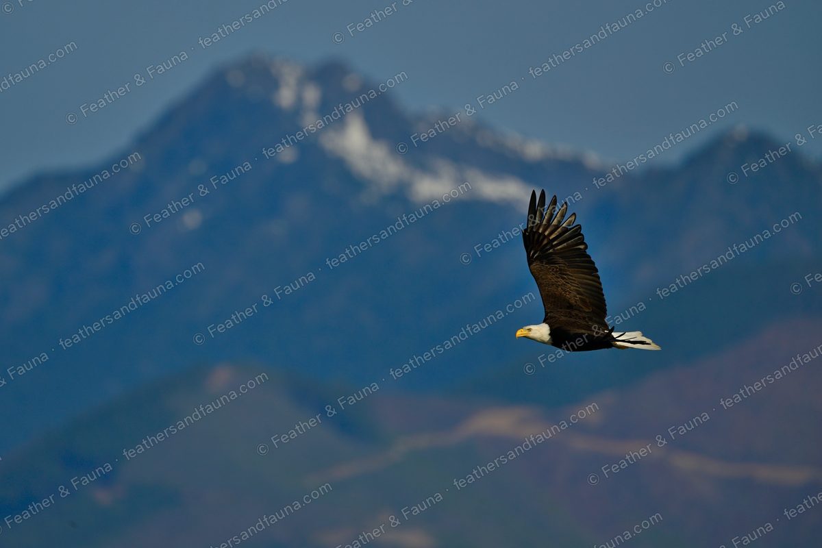 Adult Bald Eagle in flight past a snow-capped mountain, wings arched.