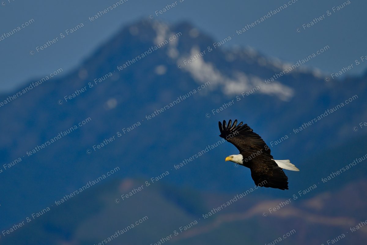 Adult Bald Eagle in flight past a snow-capped mountain, wings arched upward.
