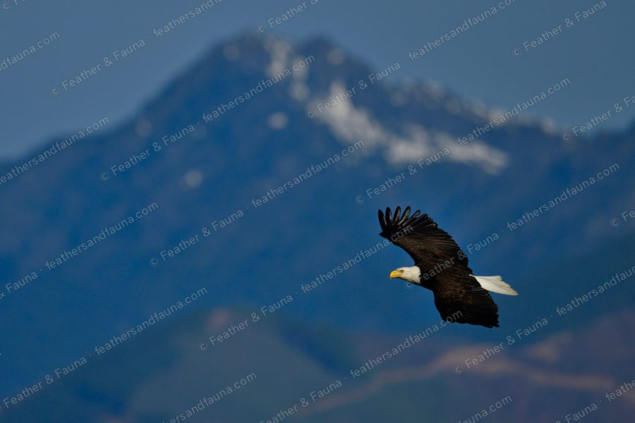Adult Bald Eagle in flight past a snow-capped mountain, wings arched upward.