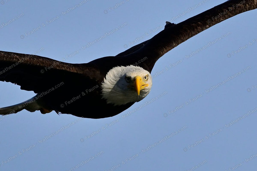Close head-on view of an adult Bald Eagle in flight, white head and yellow bill.