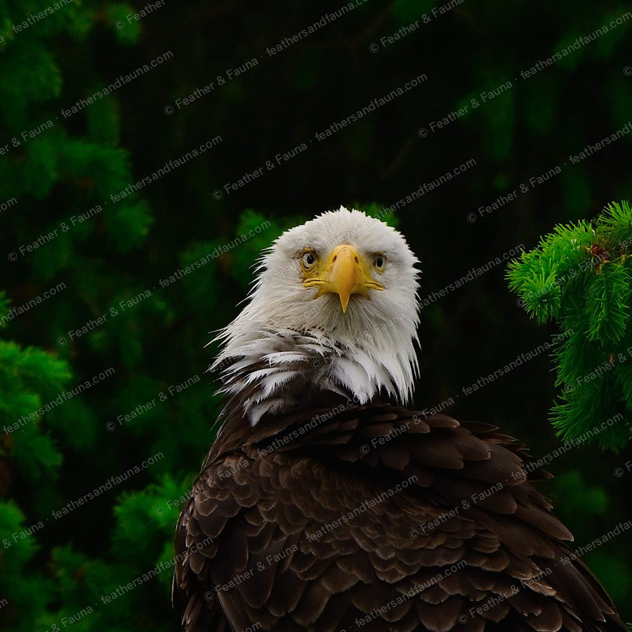 Head portrait of an adult Bald Eagle staring forward against a green conifer.