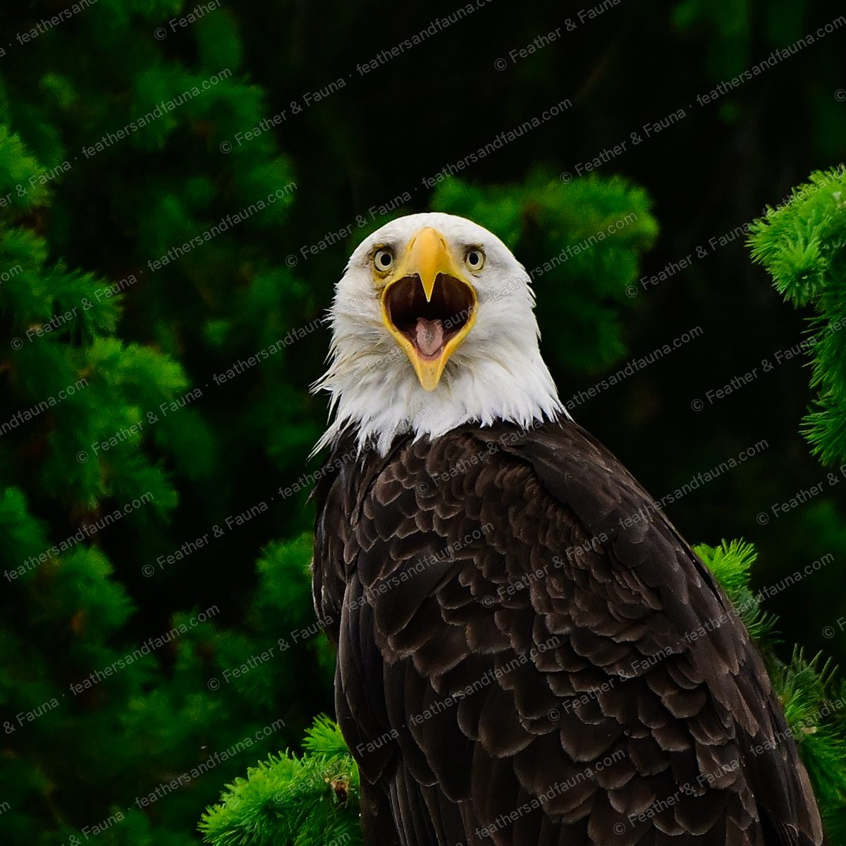 Adult Bald Eagle calling with its bill wide open against a green conifer.