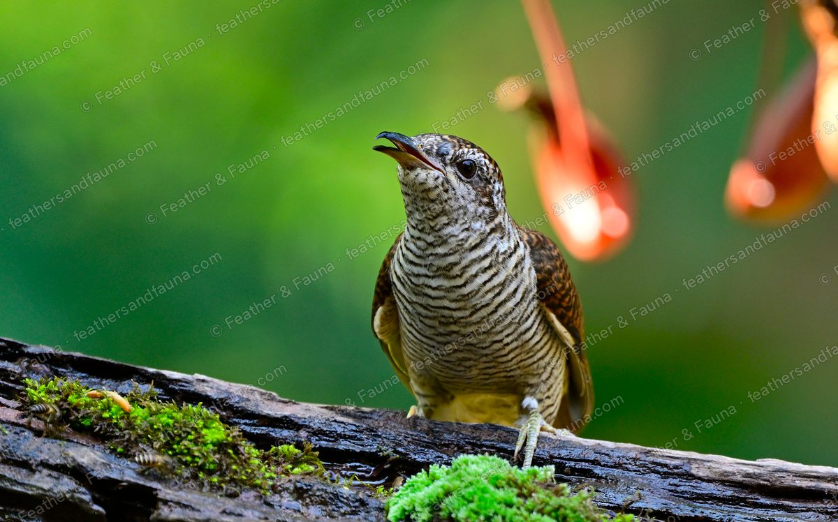 Banded Bay Cuckoo with finely barred plumage on a mossy log among orange flowers.