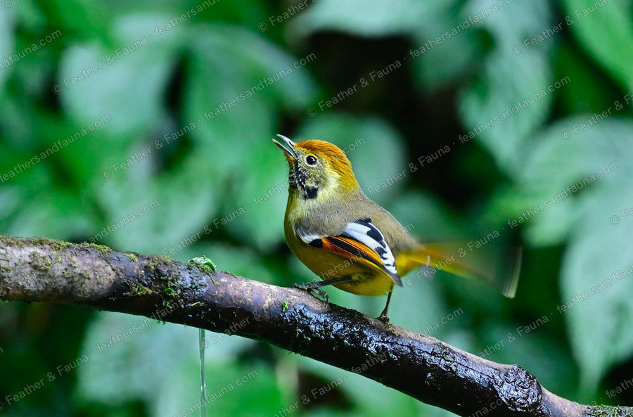 Bar-throated Minla with a golden head and patterned wings calling on a mossy branch.