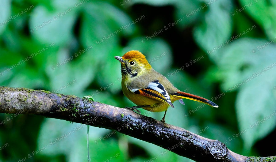 Bar-throated Minla with a golden head and boldly patterned wings on a mossy branch.