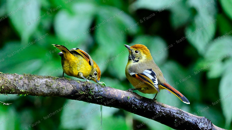 Two Bar-throated Minlas on a mossy branch, one bending down to the bark.