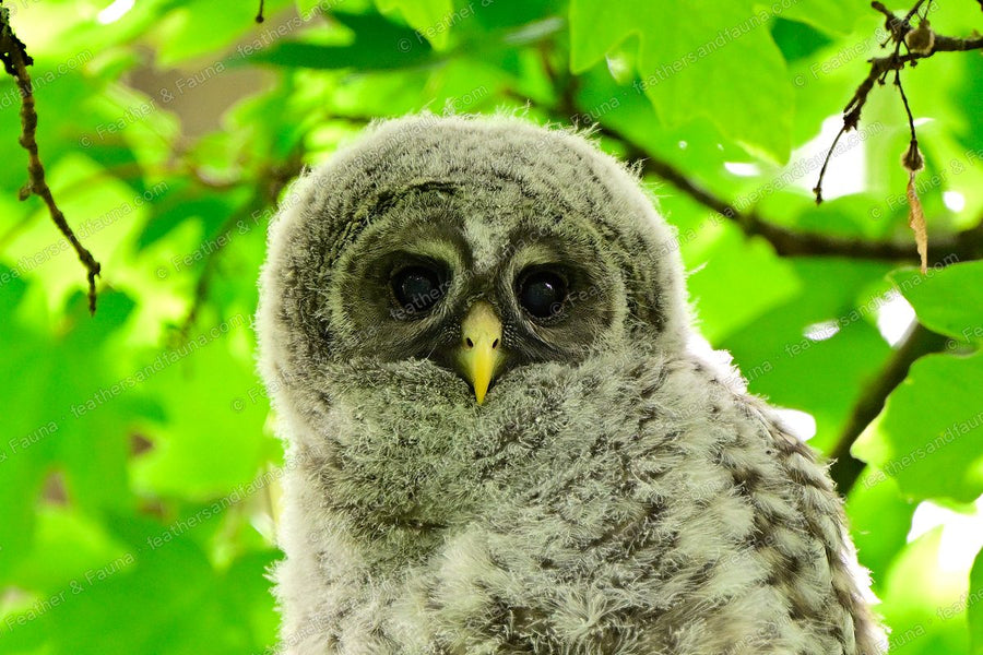 Head portrait of a downy young Barred Owl with dark eyes among green maple leaves.
