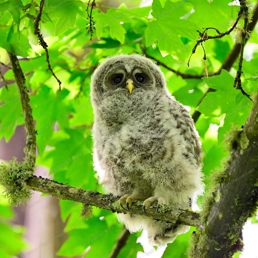 Downy young Barred Owl on a lichen branch among green maple leaves.