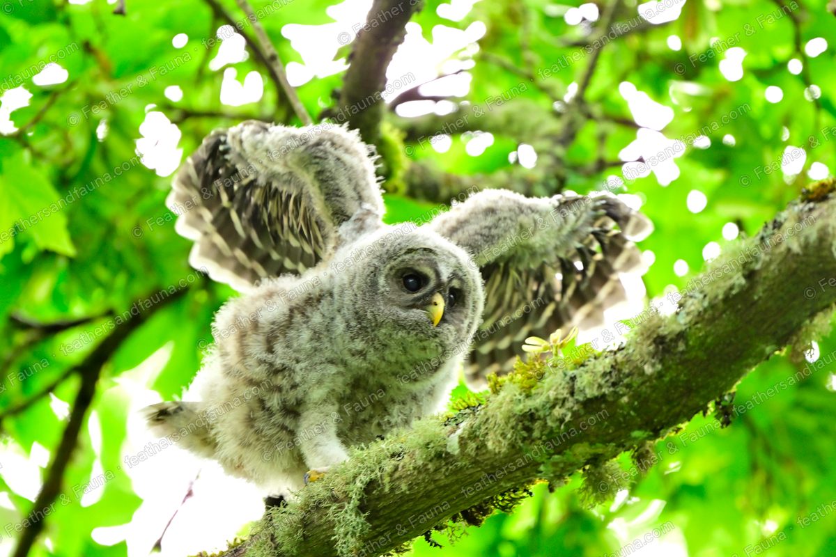 Downy young Barred Owl flapping stubby wings on a lichen branch among green leaves.