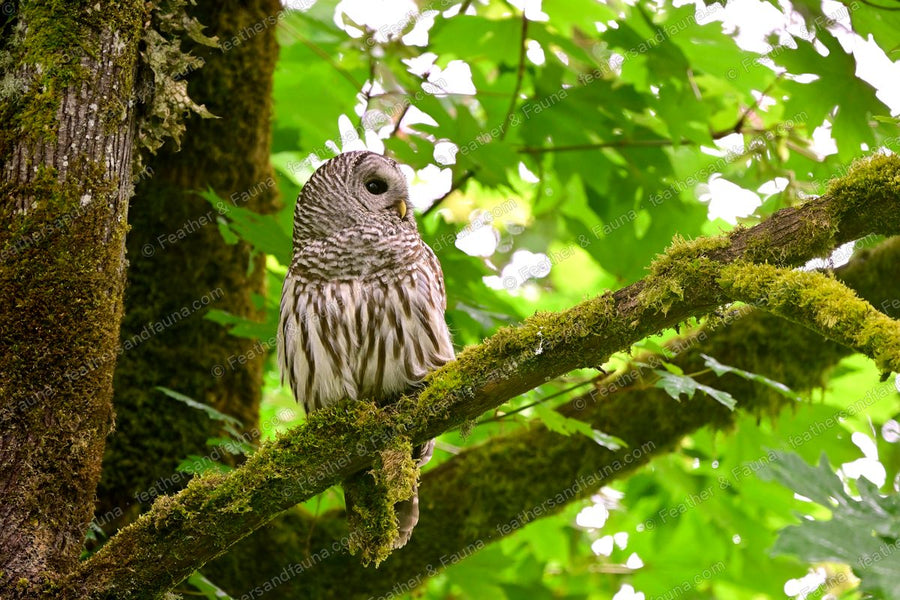 Adult Barred Owl on a mossy maple branch among green leaves, head turned away.