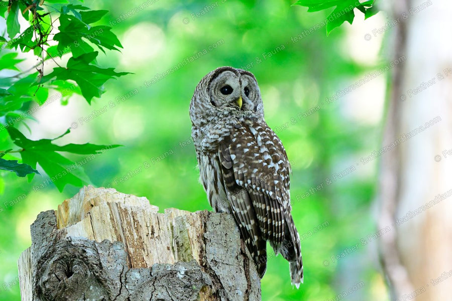 Adult Barred Owl on a broken stump among green maple leaves, head turned away.
