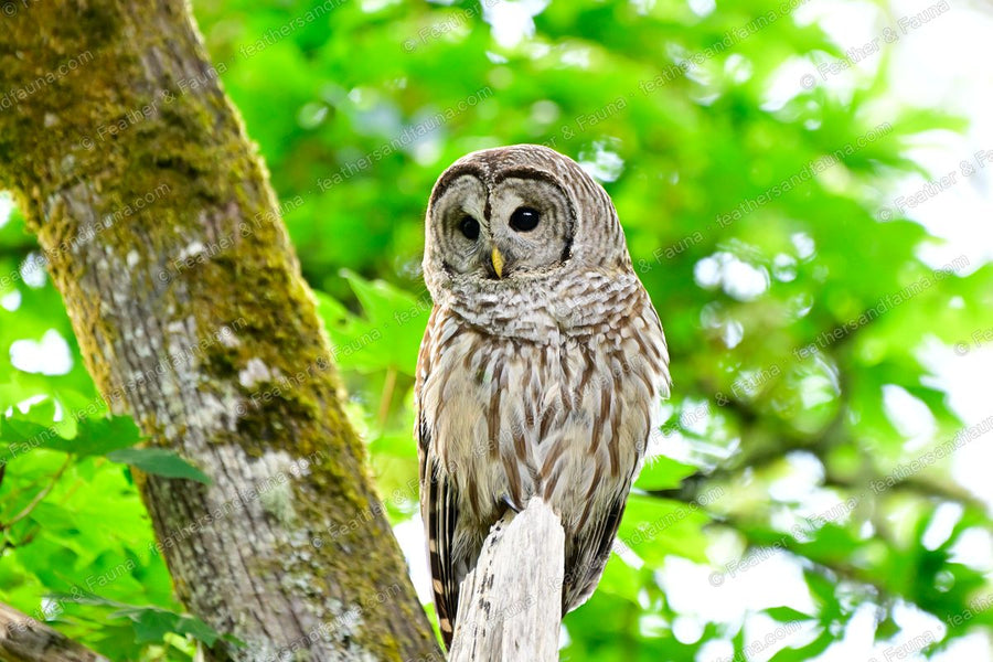 Adult Barred Owl on a broken stub among green maple leaves, dark eyes facing the camera.