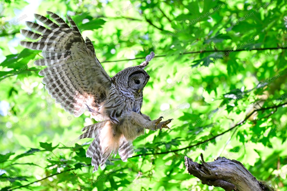 Barred Owl landing on a branch with wings spread wide among green maple leaves.