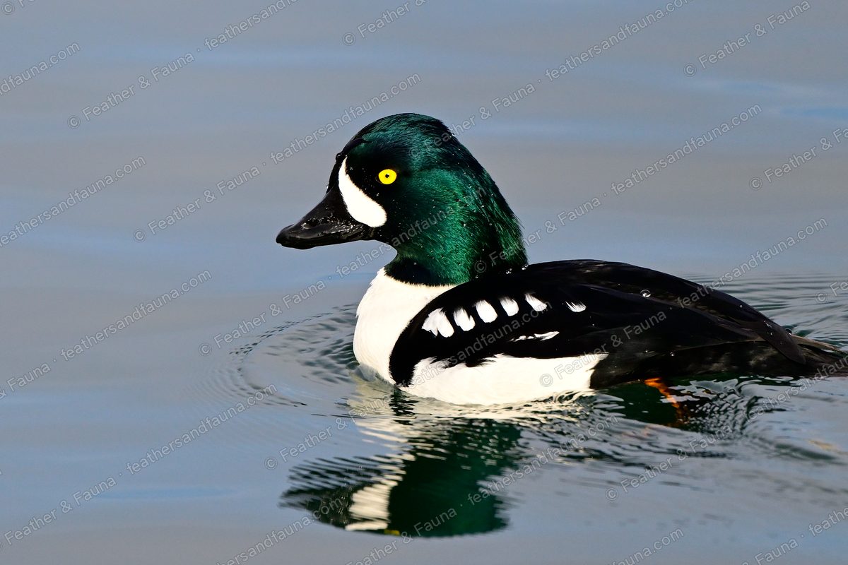Male Barrow's Goldeneye with a white crescent face patch swimming on calm water.