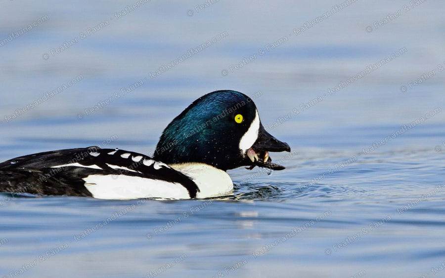 Male Barrow's Goldeneye with a small crab in its bill on blue water.