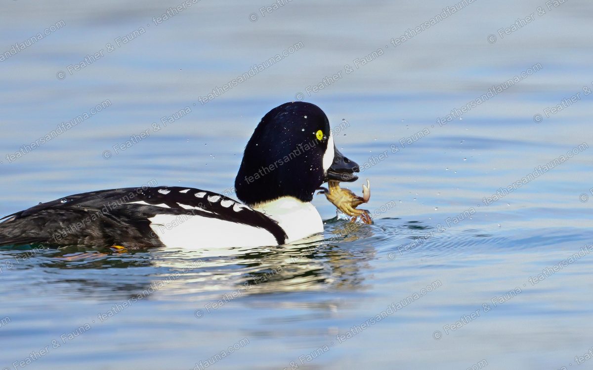 Male Barrow's Goldeneye with a crab in its bill on calm blue water.