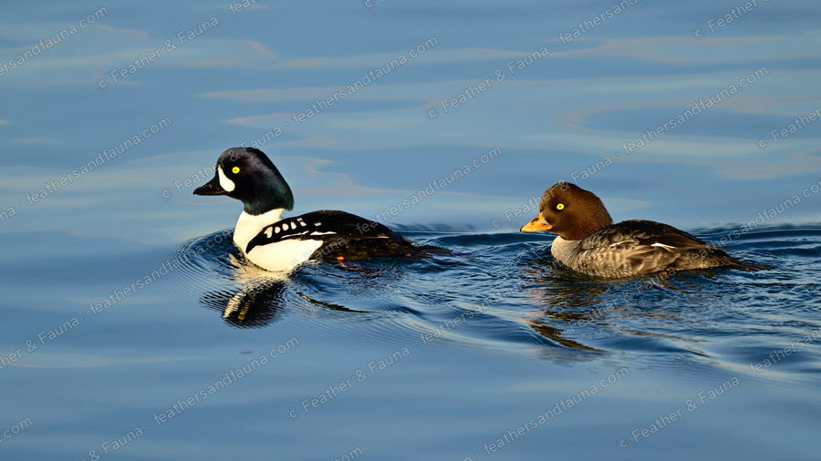 A pair of Barrow's Goldeneye swimming on blue water, drake and chocolate-headed hen.