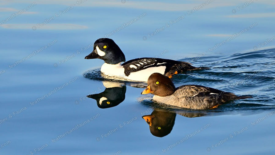 A pair of Barrow's Goldeneye on calm blue water with clear reflections.