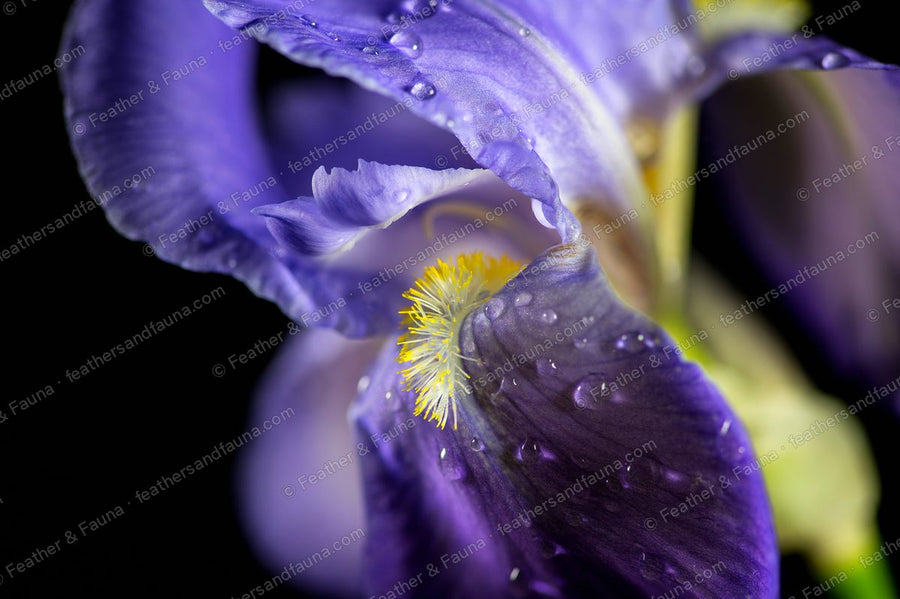 Abstract close-up of a purple iris's curling petals around a yellow beard.