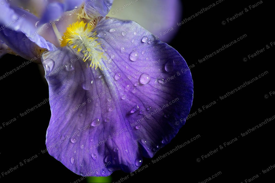 Close-up of a purple iris fall petal with a yellow beard and dew drops.