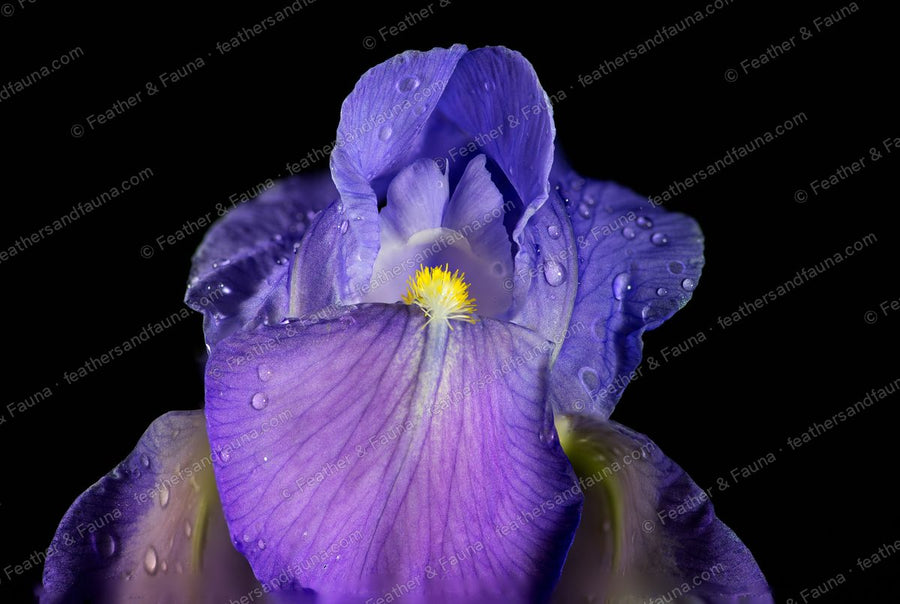 Front view of a purple bearded iris with arching petals and a yellow-crested throat.