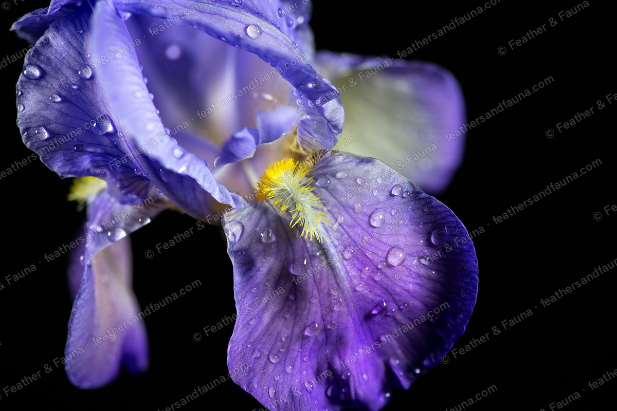 Side view of a purple bearded iris with a yellow beard, beaded with dew.