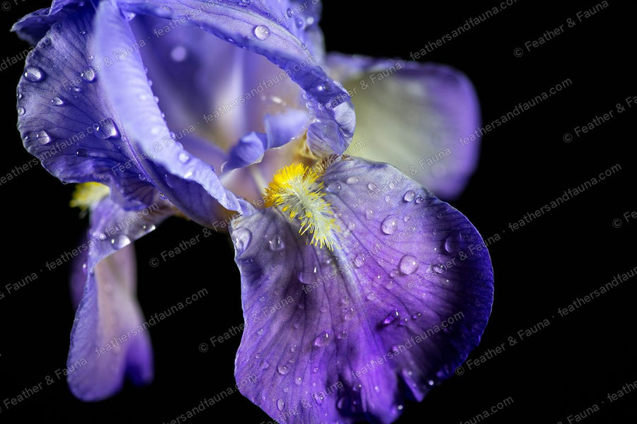 Side view of a purple bearded iris with a yellow beard, beaded with dew.