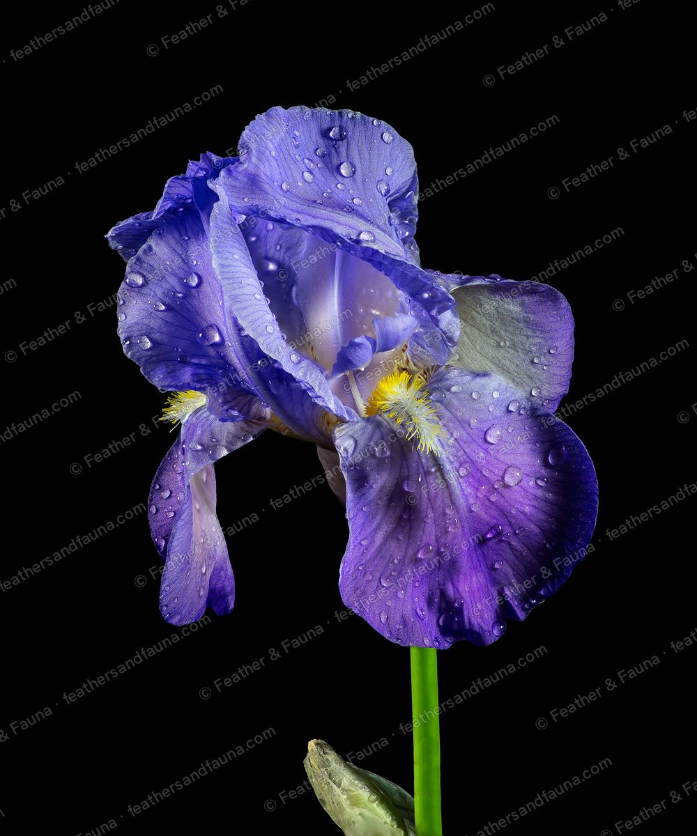 Dew-covered purple bearded iris against a black background.