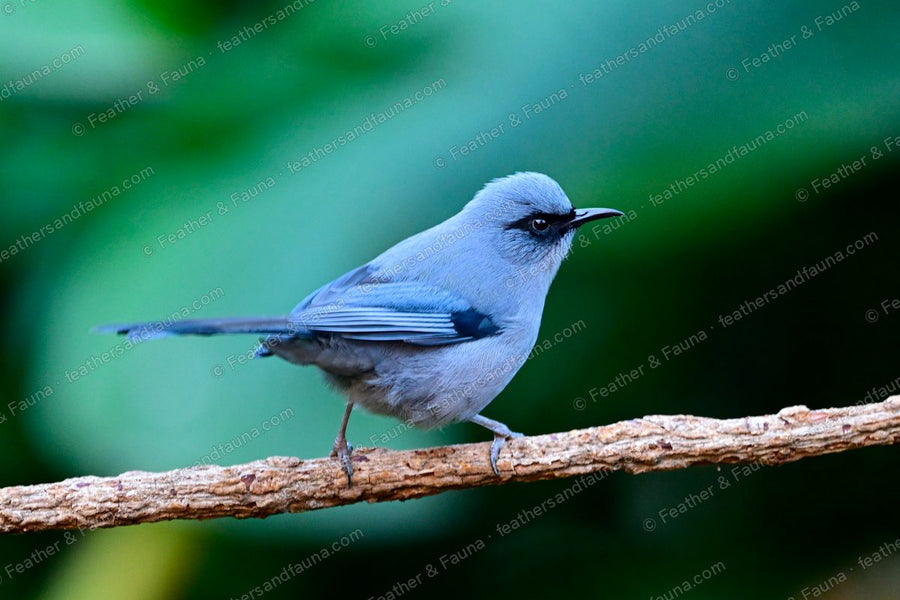 Beautiful Sibia, blue-grey with a dark mask and long tail, on a branch.