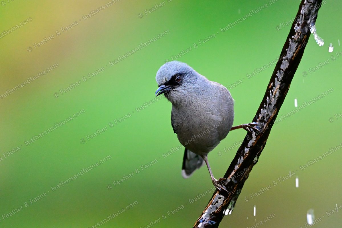 Beautiful Sibia, blue-grey with a dark mask, on a wet branch with rain droplets.