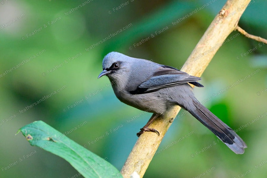 Beautiful Sibia, blue-grey with a dark mask, on a diagonal bamboo stem.
