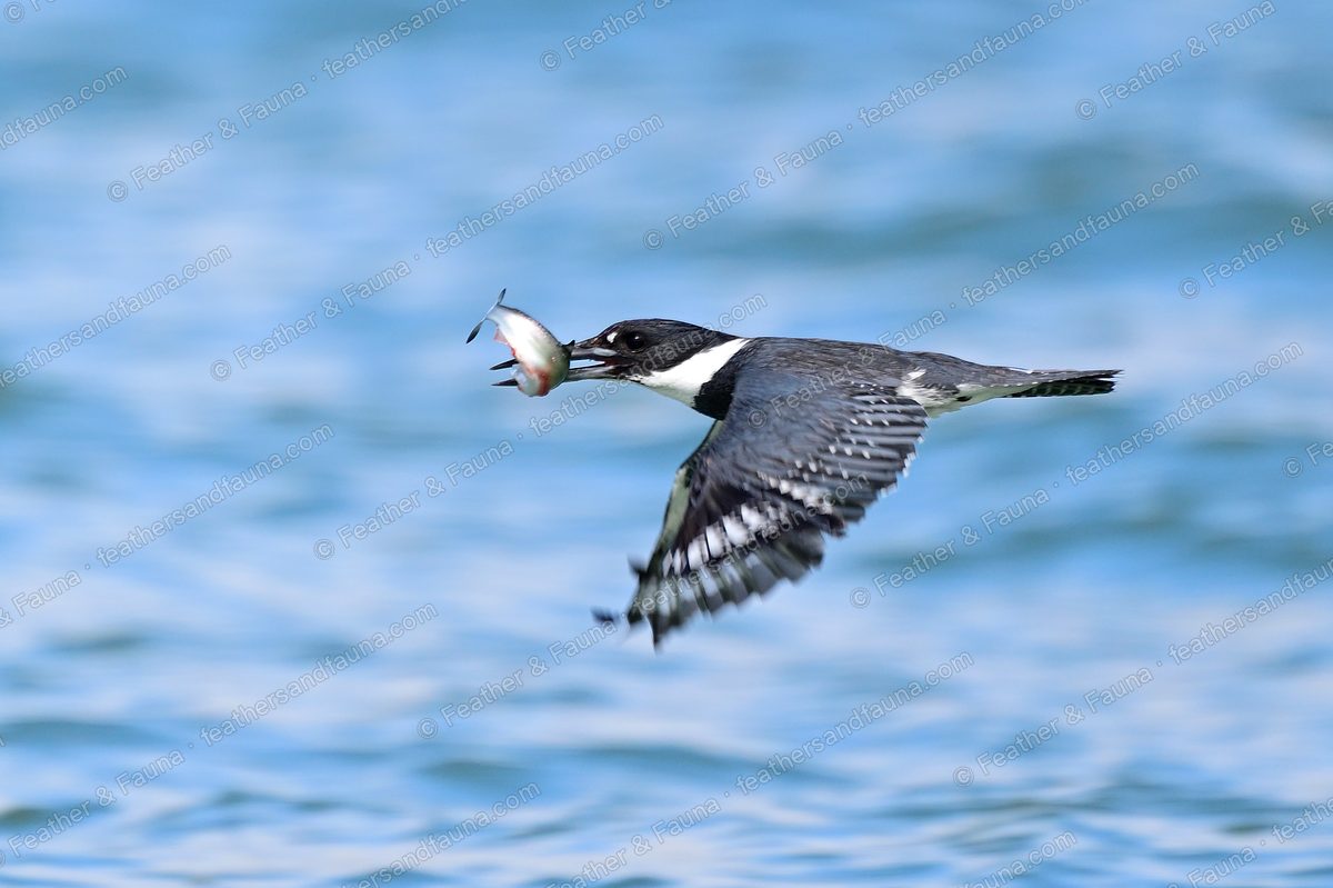 Belted Kingfisher flying over blue water with a fish in its bill.