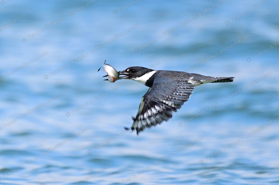 Belted Kingfisher flying over blue water with a fish in its bill.