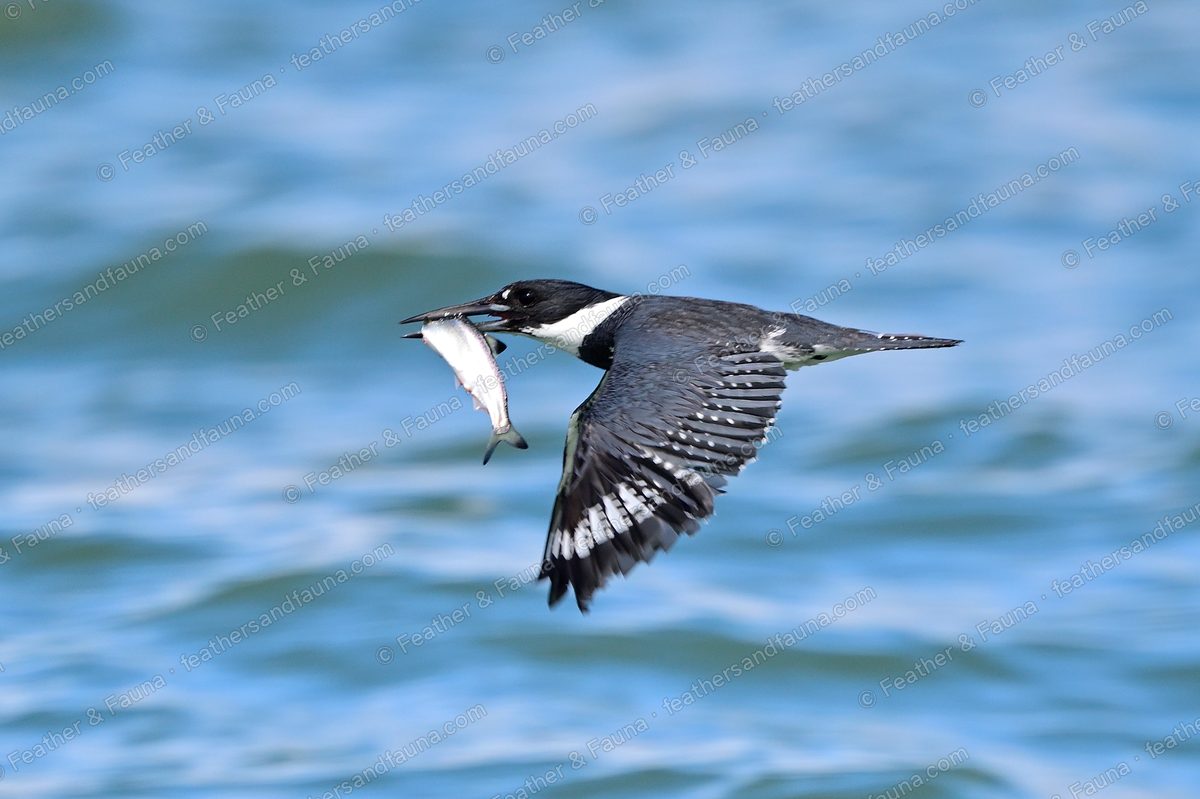 Belted Kingfisher in flight over choppy blue water with a fish in its bill.