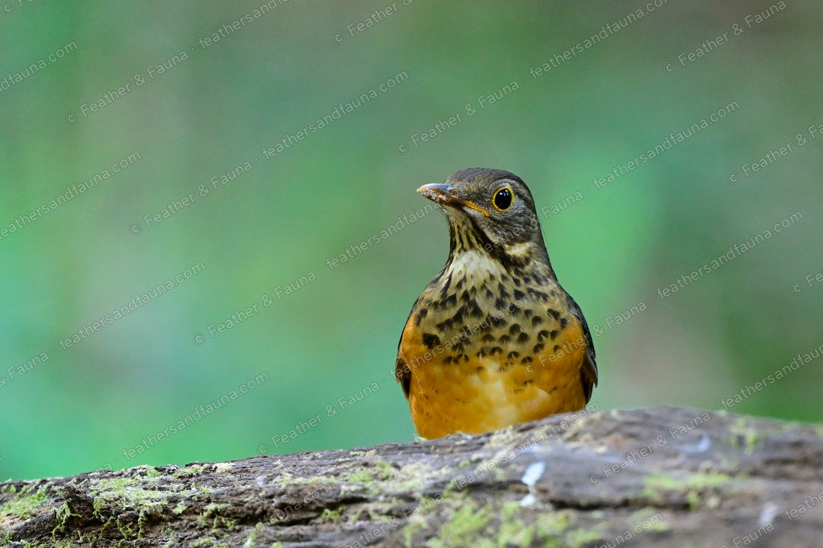 Female Black-breasted Thrush with orange underparts and spotted breast behind a mossy log.