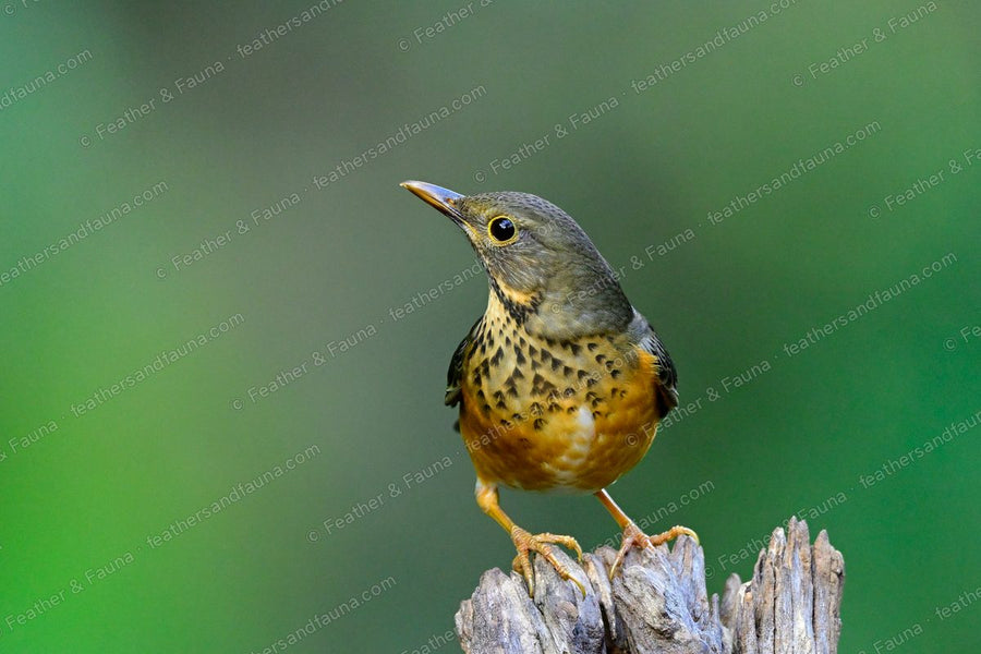 Female Black-breasted Thrush with an orange spotted breast on a bleached stump.